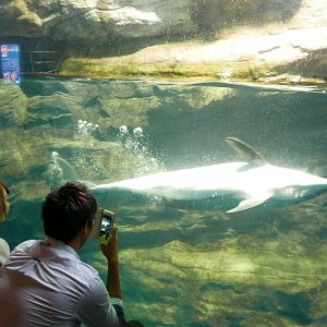 Pacific White-Sided Dolphin Tank