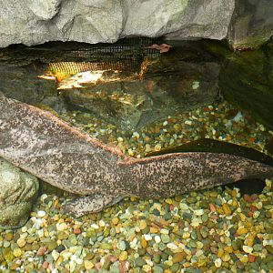 Chinese Giant Salamander