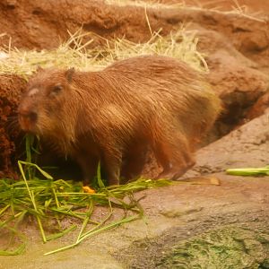 Capybara
