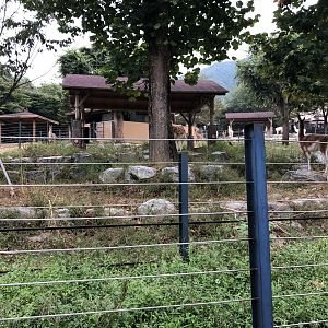 Guanaco & Llama Exhibit