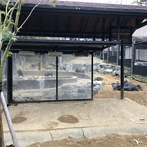 Chacoan Peccary Exhibit