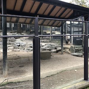 Chacoan Peccary Exhibit