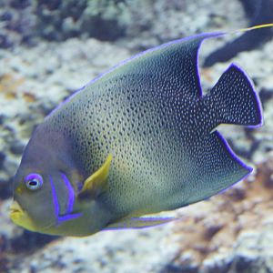 Pomacanthus Semicirculatus