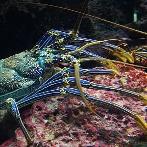 Pronghorn Spiny Lobster