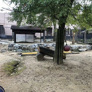 Lowland Tapir, Giant Anteater & Patagonian Mara Exhibit