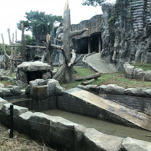 Asian Black Bear Exhibit