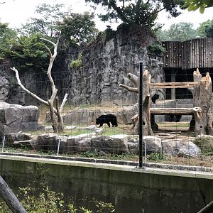 Asian Black Bear Exhibit