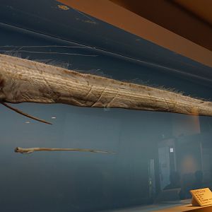 Oarfish