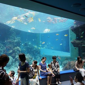 The Sea of Tropical Fish