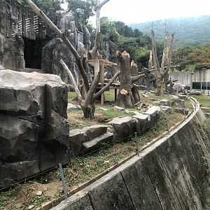 Asian Black Bear Exhibit