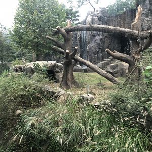 Eurasian Brown Bear Exhibit
