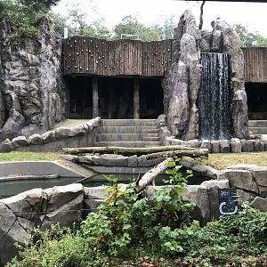Eurasian Brown Bear Exhibit