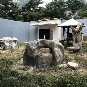 Malayan Sun Bear Exhibit