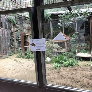 Asian Leopard Cat Exhibit