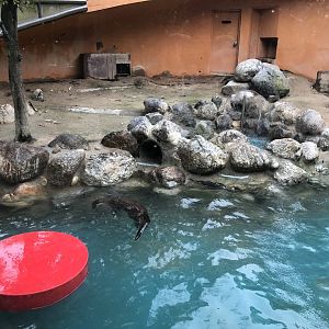 European River Otter Exhibit