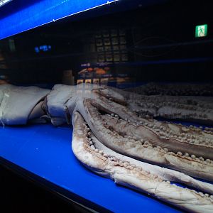 Giant Squid