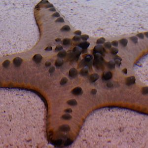 Chocolate Chip Sea Star