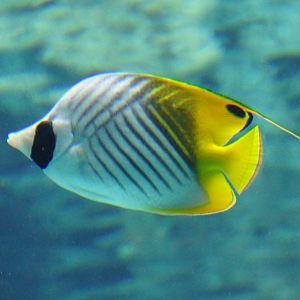 Threadfin Butterflyfish