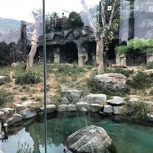 Amur Tiger Exhibit #1