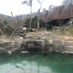 Amur Tiger Exhibit #2