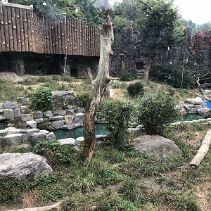 Amur Tiger Exhibit #3