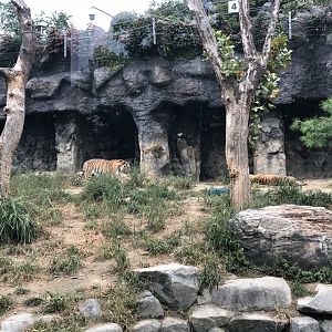 Amur Tiger Exhibit #4
