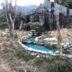 Amur Tiger Exhibit #4