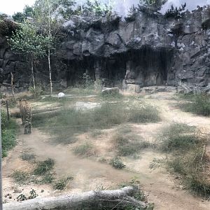 Amur Tiger Exhibit #5