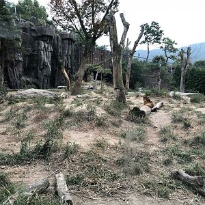 Amur Tiger Exhibit #4
