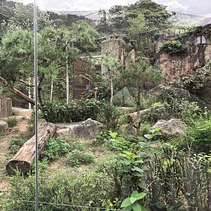 Amur Leopard Exhibit #2