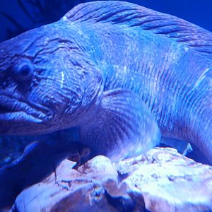 Bering Wolffish