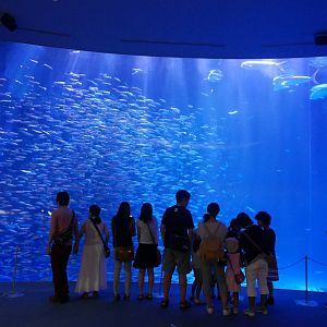 Open Ocean Tank