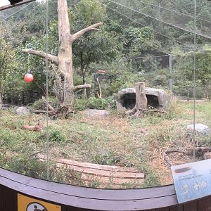 Eurasian Lynx Exhibit