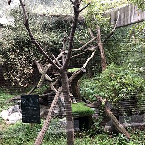 Yellow-Throated Marten Exhibit
