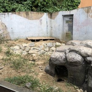 Amur Badger Exhibit