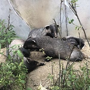 Amur Badgers