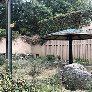 Striped Hyena Exhibit (empty)