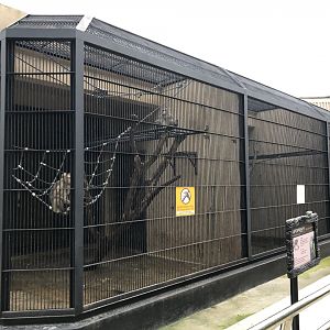 Crab-Eating Macaque Exhibits