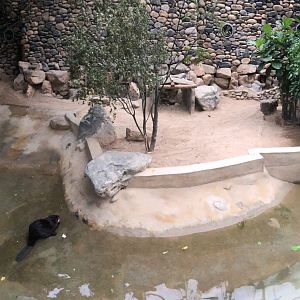 Eurasian Beaver Exhibit