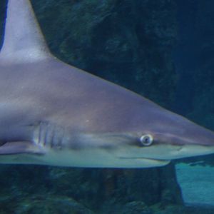 Sandbar Shark
