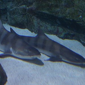 Banded Houndshark