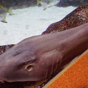 Brownbanded Bamboo Shark