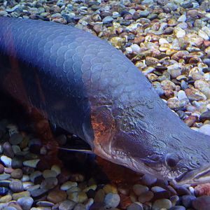 Arapaima