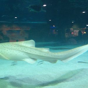 Leopard Shark