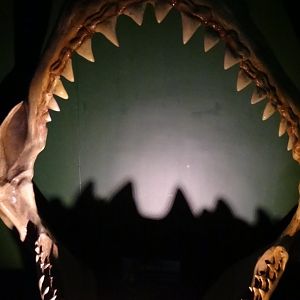 Shark Jaws