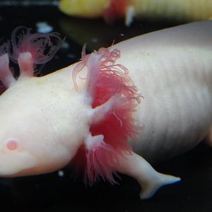 Axolotl