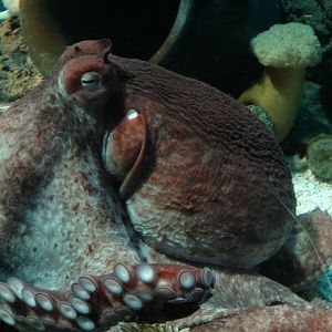 Giant Pacific Octopus