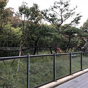 Red Panda Exhibit #1