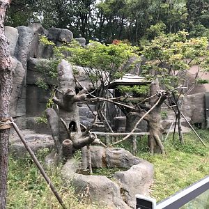 Red Panda Exhibit #2