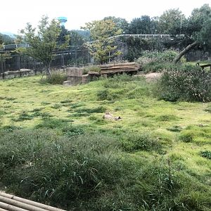 Cheetah Exhibit